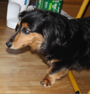 陸上 4×100mリレー